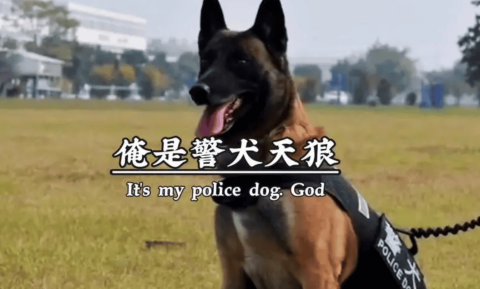 警犬天狼一级功勋犬