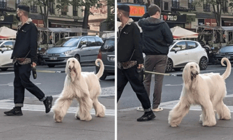 阿富汗猎犬看着好贵气啊，走在街上自带气场！不服不行