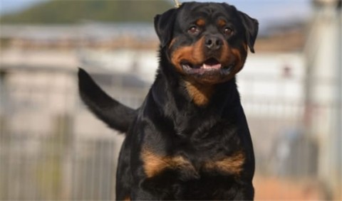 看家护卫犬哪种犬最好