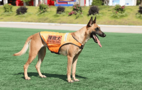 十大搜救犬品种排名