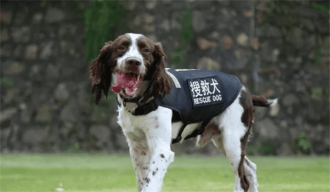 史宾格犬大型救援犬