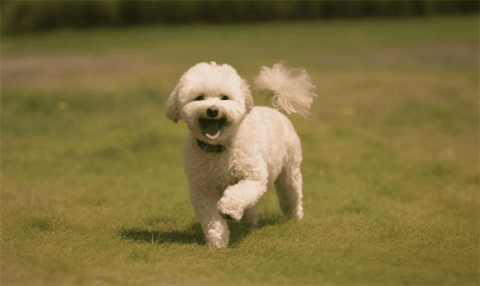 推荐阅读 | 犬髌骨脱位治疗经验分享