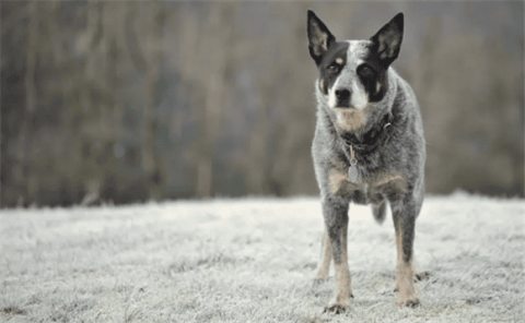 澳洲牧羊犬的特点？本性很好不爱吵闹