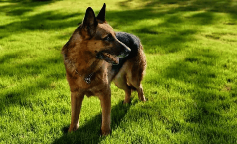 中华田园犬可以做警犬吗