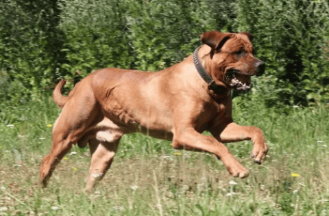 士佐犬vs比特犬土佐犬简介