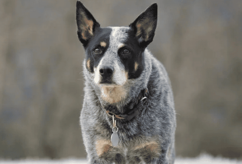 澳洲牧牛犬的养护常识，和它建立真挚友谊