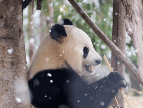 中国广阔的国家公园使在自然保护下的野生大熊猫增加