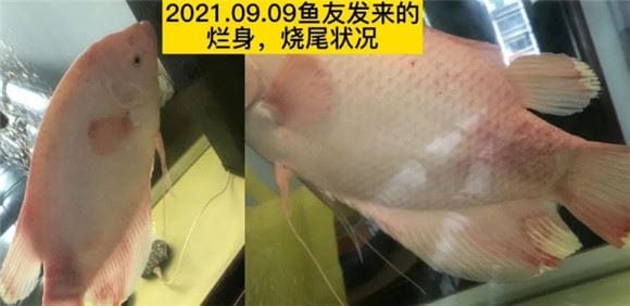 百因美1号治疗招财鱼红斑、烧尾实录