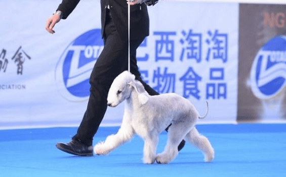 牵犬师是什么职业