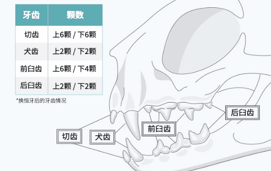 佳乐滋空中课堂·小猫篇④：为小奶猫认真护理口腔