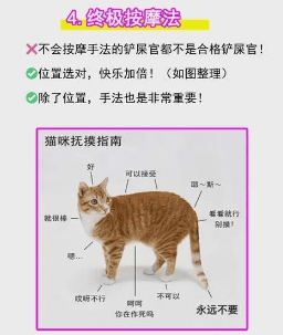 如何和小猫相处：4个方法让你的猫彻底爱上你