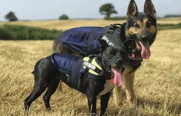 警犬退役后一般寿命还有几年