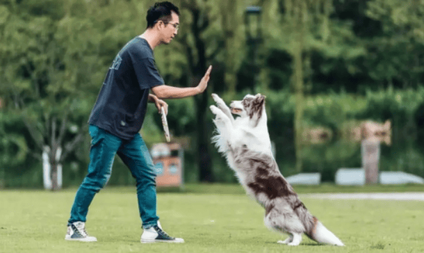 学训犬师后悔了