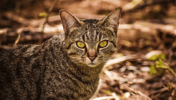 小猫咪的瞳孔为啥是竖着的？