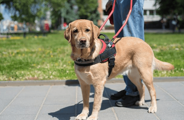 导盲犬知道自己是导盲犬吗