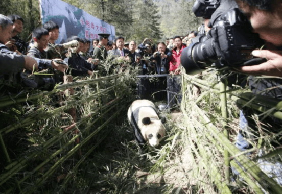 都说大熊猫的实力被低估了，那它在猛兽中到底是什么段位的？