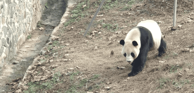 外表软萌可爱的大熊猫，真实战力有多强？能打赢老虎吗？