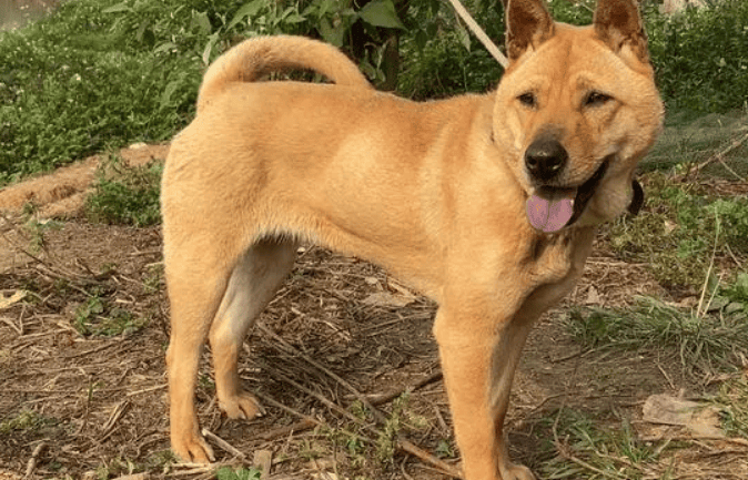 广西土猎犬护主吗