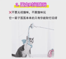 如何和小猫相处：4个方法让你的猫彻底爱上你