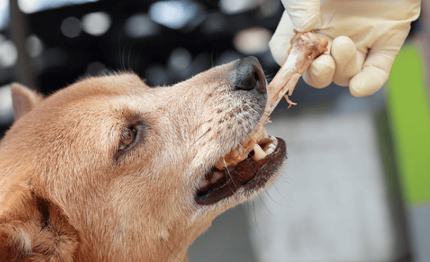 小狗能吃猪蹄子的骨头吗