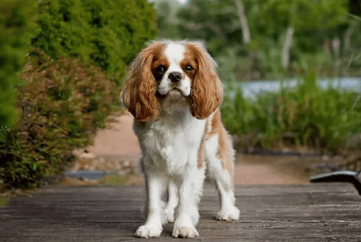 查理士王小猎犬的性格 面部有绅士风度的表情