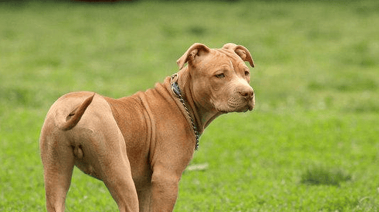 世界十大禁养猛犬之一：比特犬