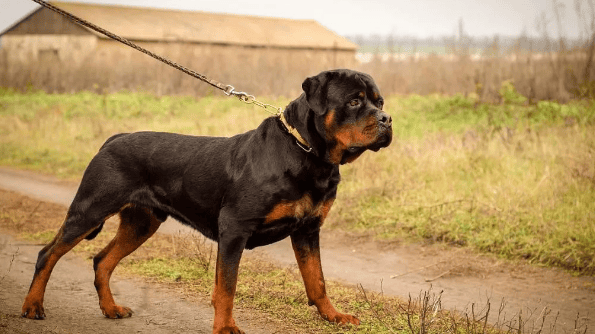 比特犬的习性有哪些？比特犬：生性凶猛，却也是人类的忠实伙伴