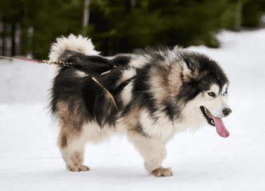 适合家养的大型犬推荐