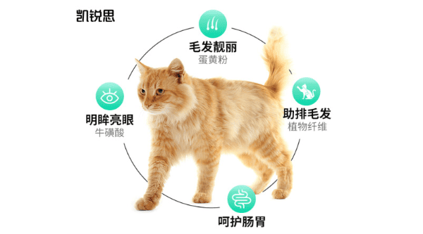 凯锐思猫粮：安全且营养丰富的选择