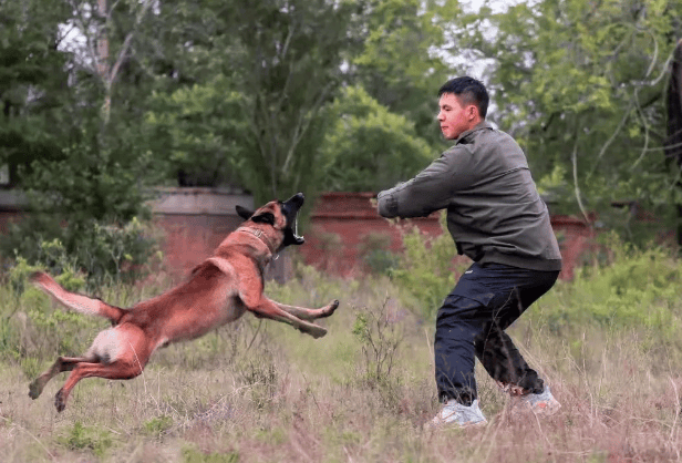 4只功勋军犬退役，能领养吗？