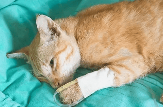 猫咪休克和死亡的区别