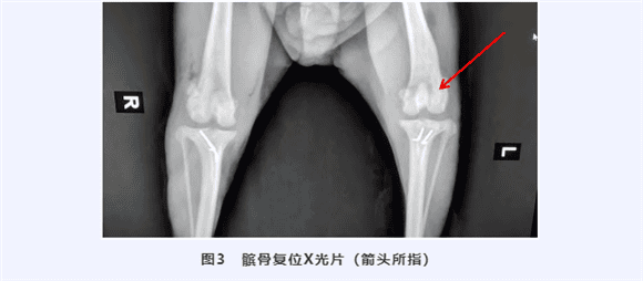 推荐阅读 | 犬髌骨脱位治疗经验分享