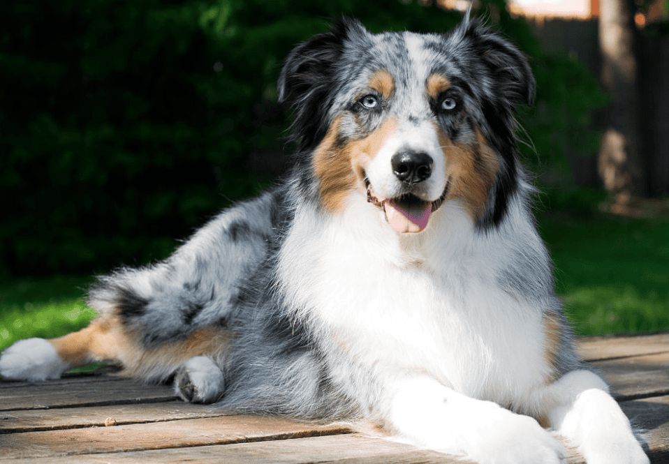 澳洲牧羊犬的喂食要点 犬不要喂得太饱