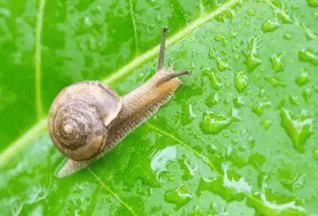 科学防治菜地蜗牛，蔬菜促根，这样的做法很危险！？