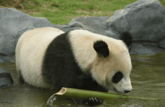 大熊猫一天吃多少竹子？饲养需知~