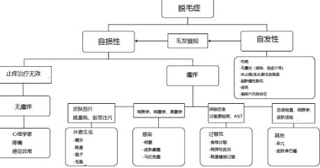 猫脱毛症，如何鉴别诊断？