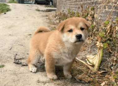 土狗黄狗白脸的标准图片