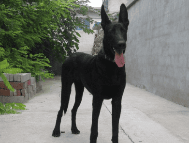 城市允许养的护卫犬