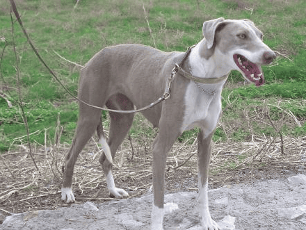 二郎神怎么收的哮天犬