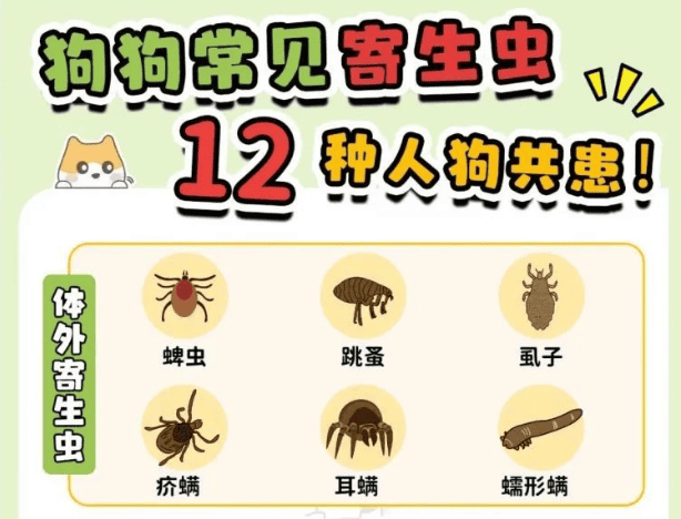 14种狗狗常见寄生虫图鉴！ 12种人狗共患！