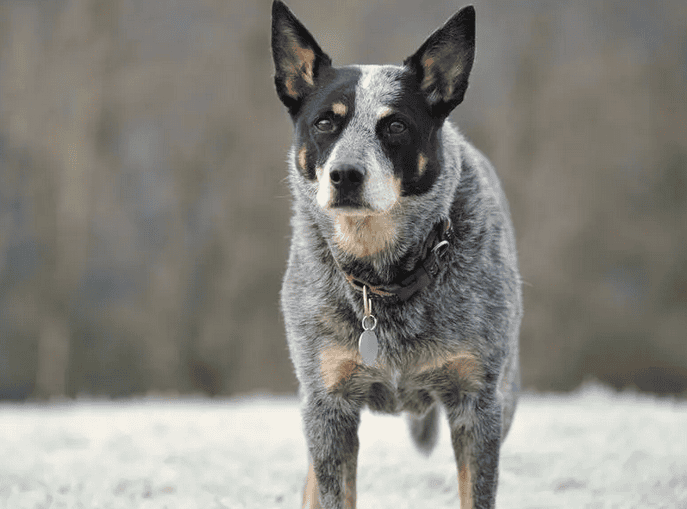 澳洲牧牛犬的性格，忠诚心和防卫本能很强