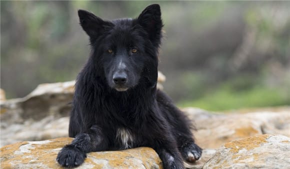 黑豹犬可以养吗