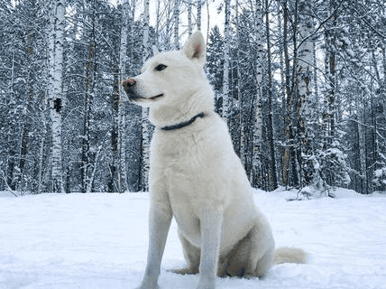 纪州犬币最新价格消息