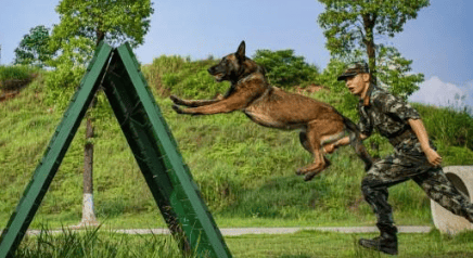 北京军犬繁育训练基地