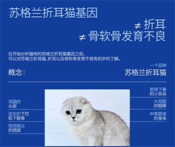 立耳小猫为什么有苏格兰折耳猫基因？