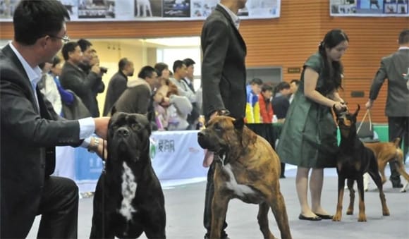 比特犬跟藏獒哪个厉害？比特犬与藏獒：谁才是真正的斗犬之王？