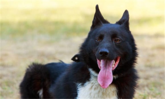 俄式莱卡犬适合什么人群