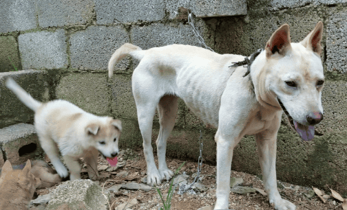 广西土猎犬很凶吗