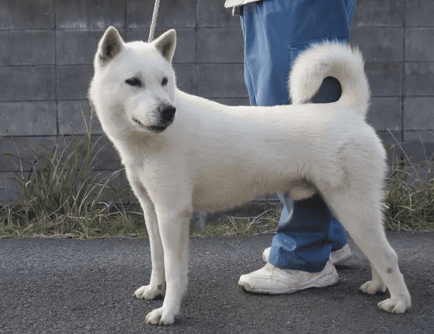 纪州犬是哪个国家的犬种