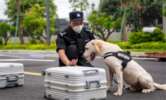 缉毒犬厉害吗